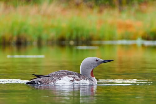 Red-throated Loon