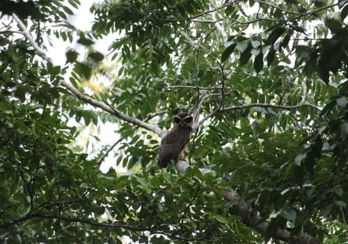 Spectacled Owl