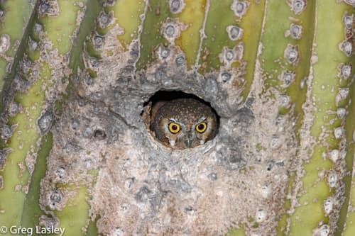 Elf Owl