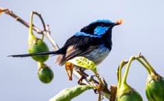 Fairy-wren (Superb)