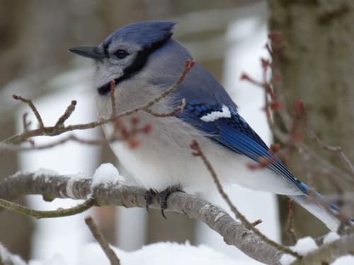 Blue Jay