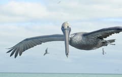 Brown Pelican