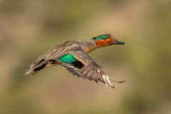 Green-winged Teal