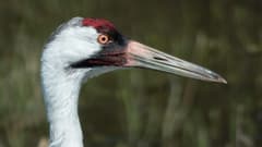 Whooping Crane