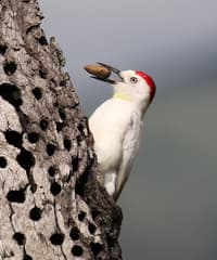Acorn Woodpecker