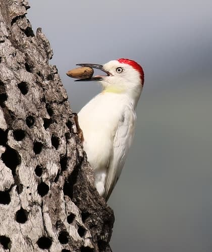 Acorn Woodpecker