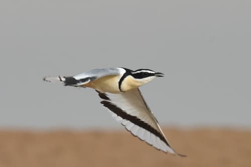 Egyptian Plover