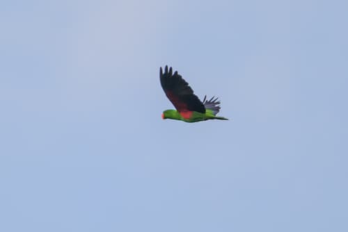 Eclectus Parrot