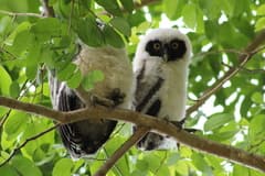 Spectacled Owl