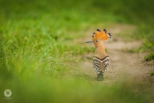 Hoopoe