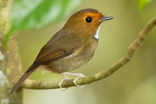 Rufous-browed Flycatcher