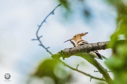 Common Hoopoe