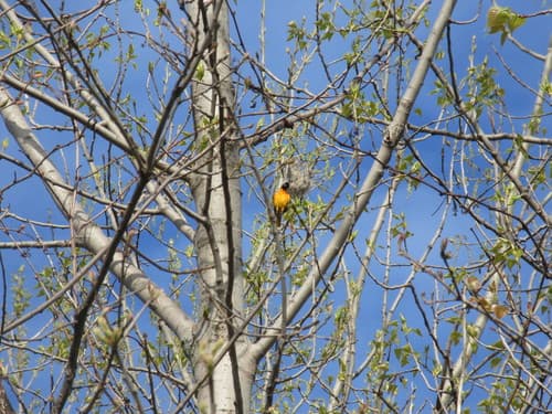 Baltimore Oriole