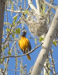 Baltimore Oriole