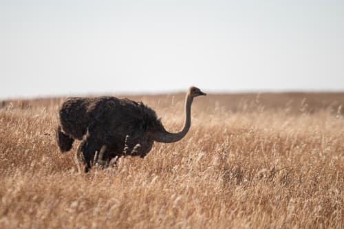 Common Ostrich