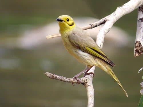 Yellow-tinted Honeyeater