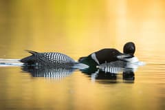 Common Loon