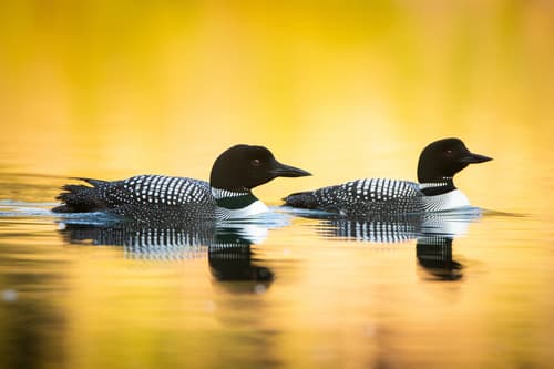Common Loon