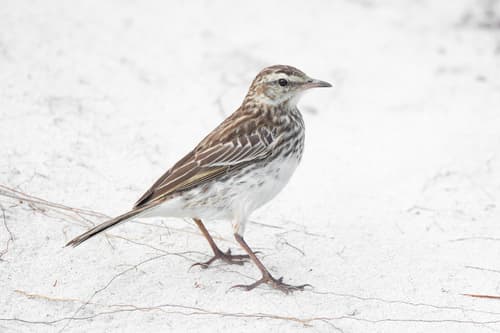 New Zealand Pipit