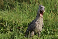Shoebill