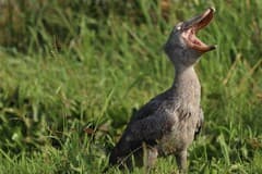 Shoebill