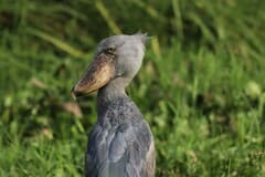 Shoebill