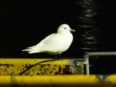 Ivory Gull