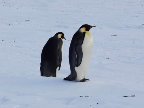 Emperor Penguin