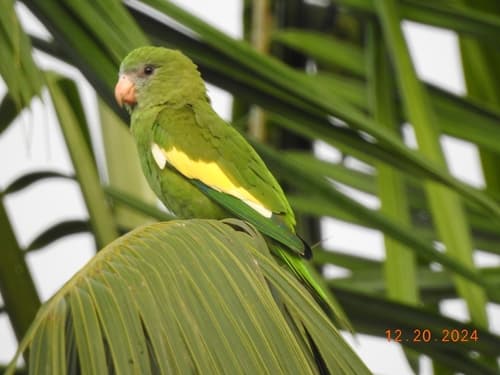 White-winged Parakeet