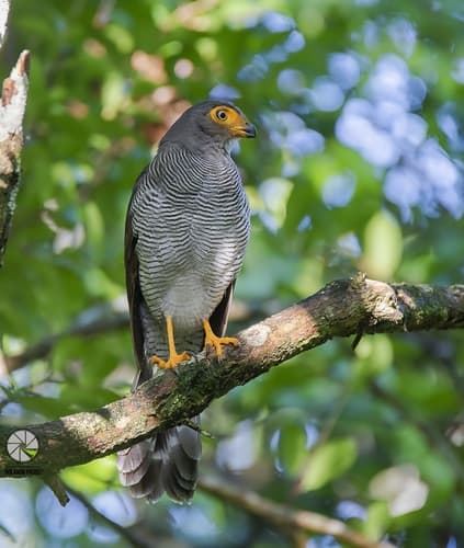 Barred Forest-Falcon