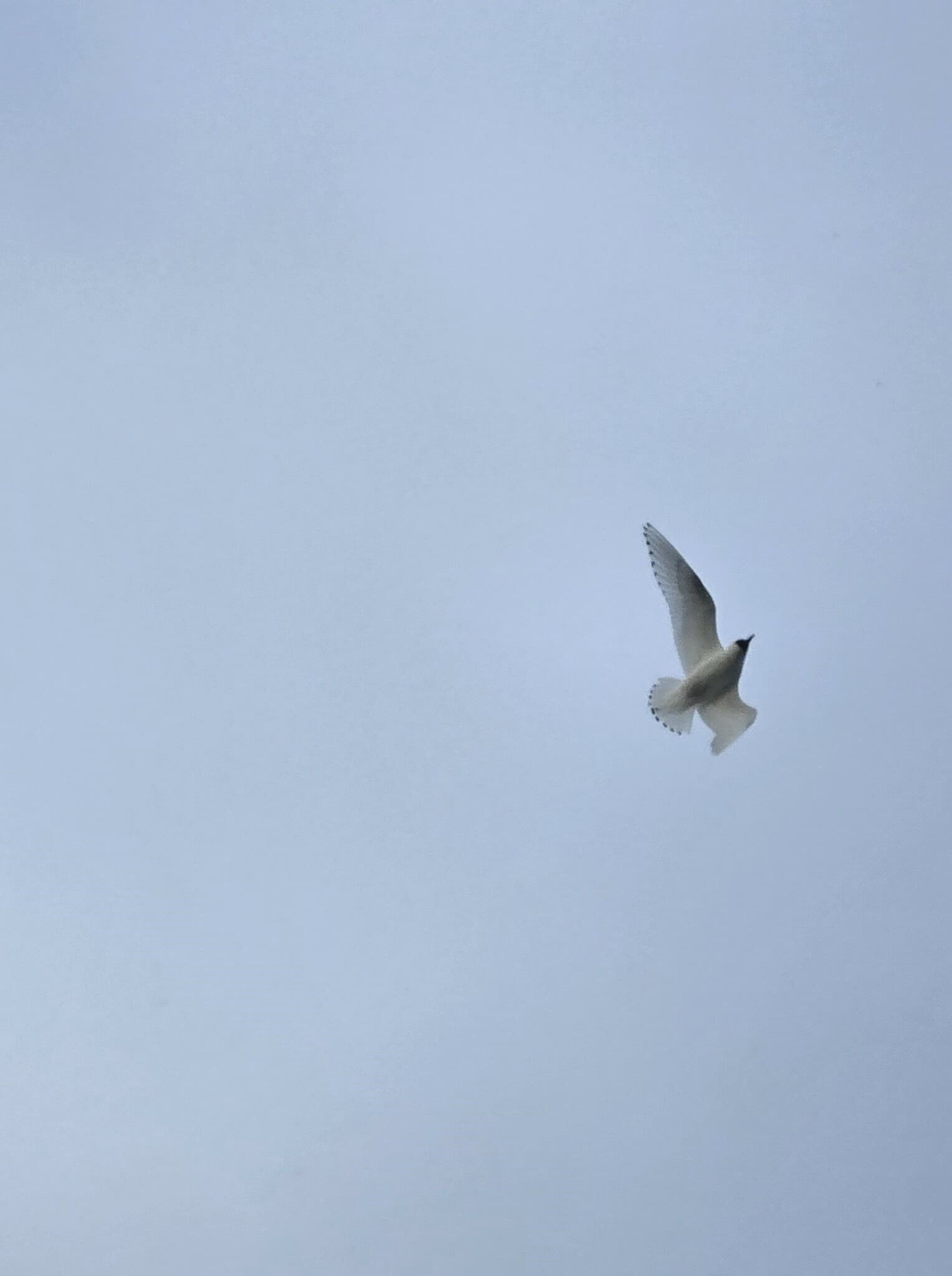 Ivory Gull