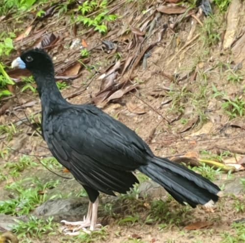 Blue-billed Curassow