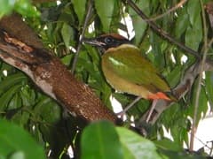 Noisy Pitta