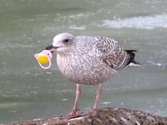 Herring Gull