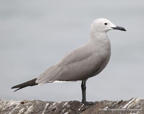 Gray Gull