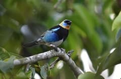Golden-hooded Tanager