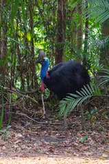 Southern Cassowary