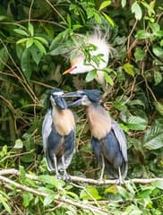 Boat-billed Heron