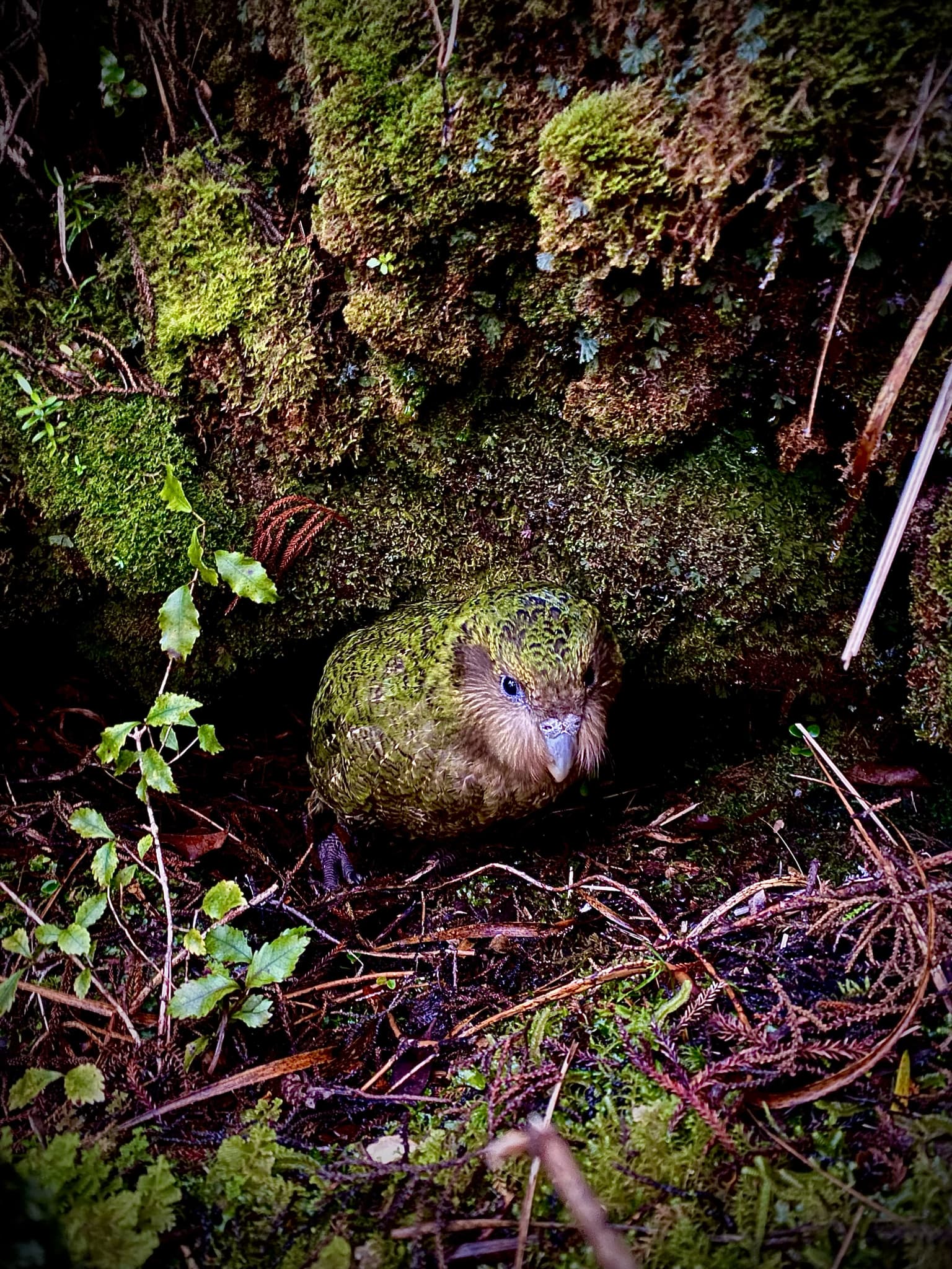 Kakapo
