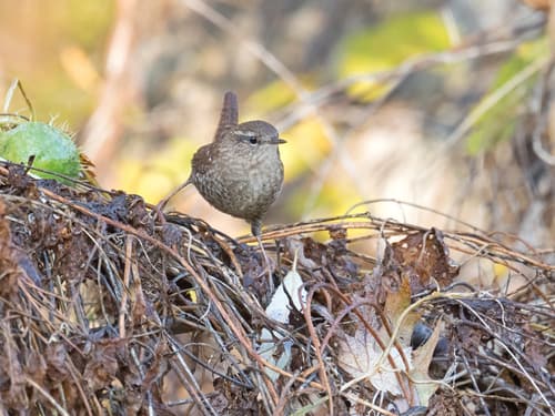 Winter Wren