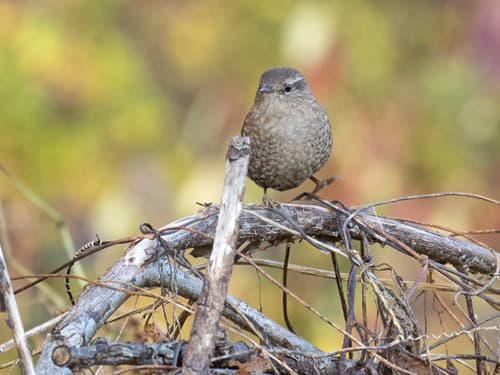 Winter Wren