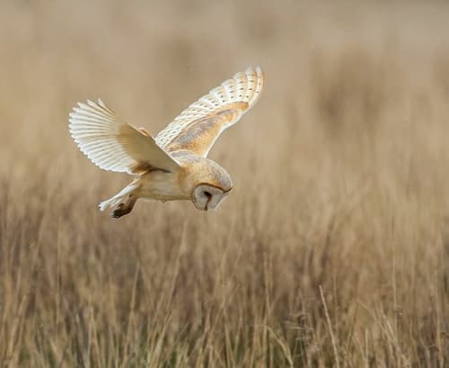 Barn Owl