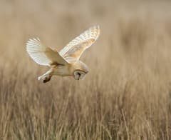 Barn Owl