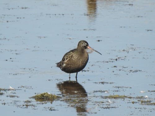 Spotted Redshank