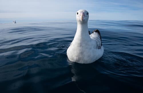 Wandering Albatross