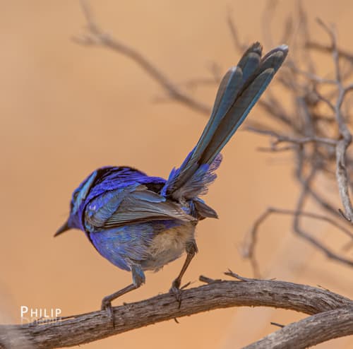 Splendid Fairywren