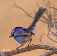 Splendid Fairywren