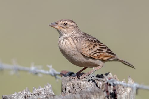 Singing Bushlark