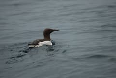 Common Murre