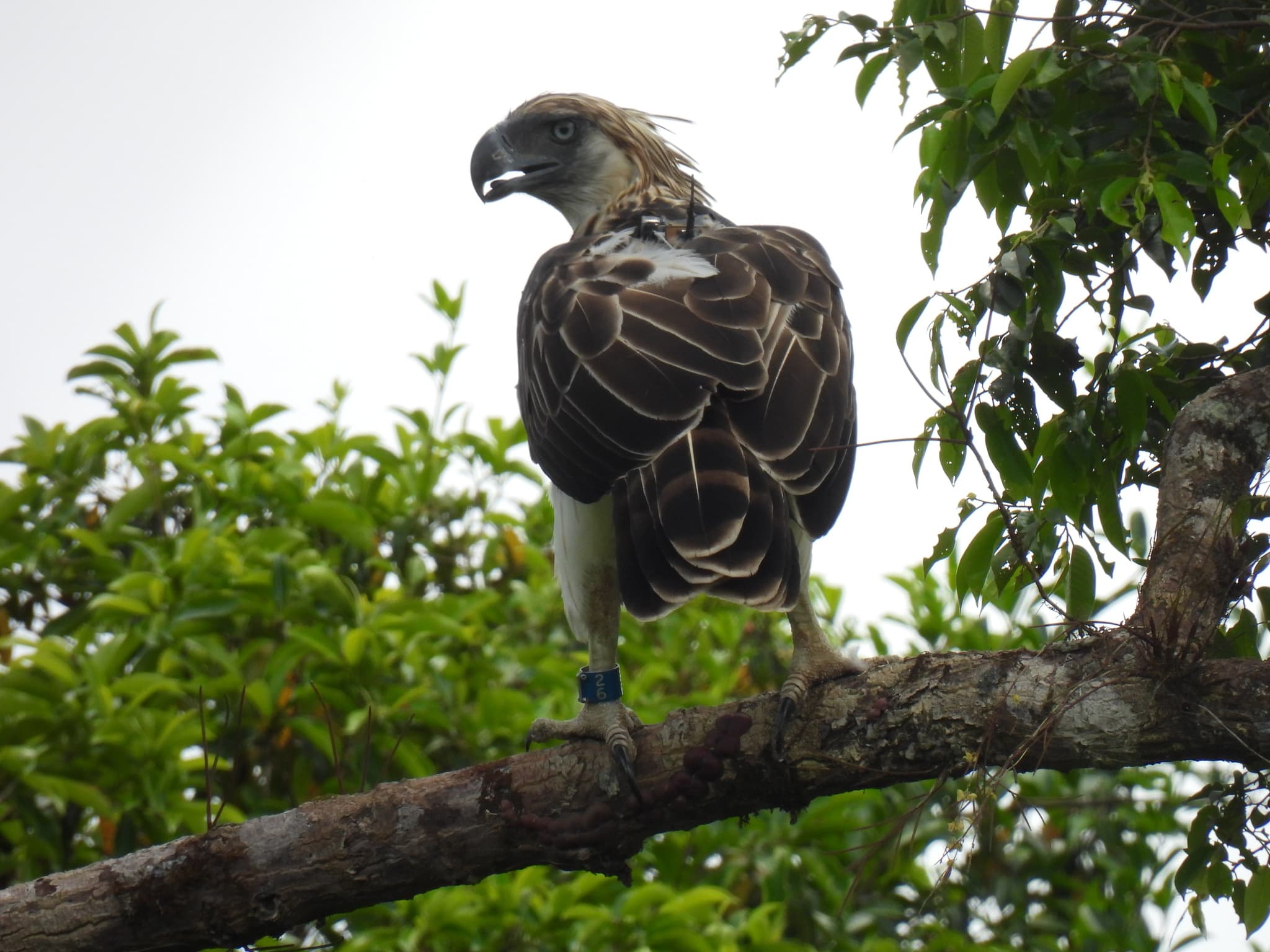 Philippine Eagle